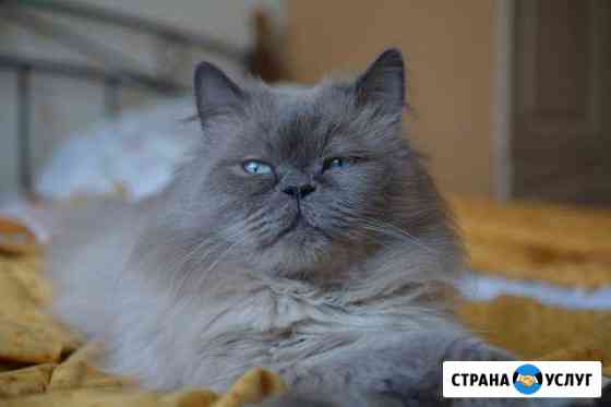 Вязка с котом.Невская Маскарадная Санкт-Петербург