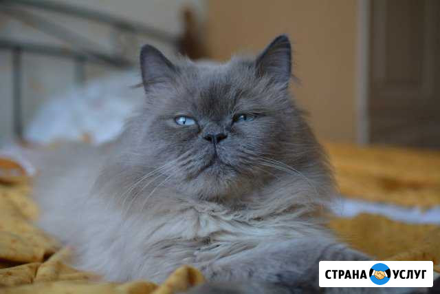 Вязка с котом.Невская Маскарадная Санкт-Петербург - изображение 1