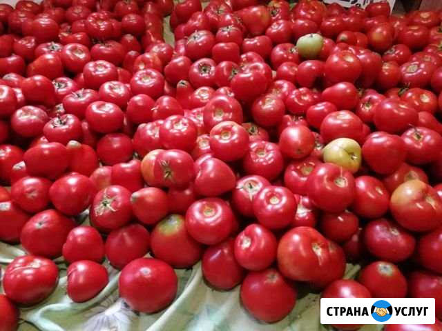 Продам помидоры домашние Черногорск - изображение 1