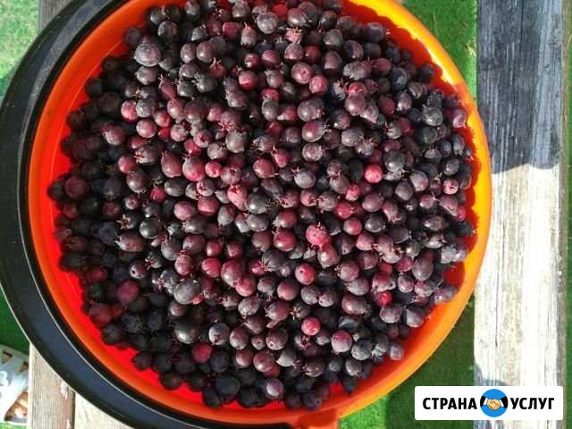 Ирга Урай - изображение 1