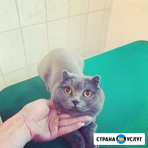 Стрижка собак и кошек. Ультразвуковая чистка зубов Владикавказ - изображение 1