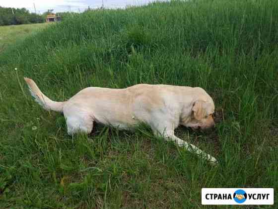 Вязка кобель лабрадора Кропоткин