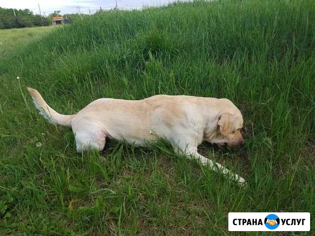 Вязка кобель лабрадора Кропоткин - изображение 1