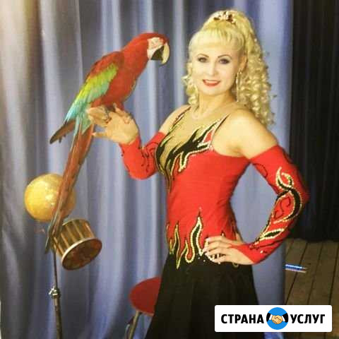 Попугай дрессированный на ваш праздник Абакан - изображение 1