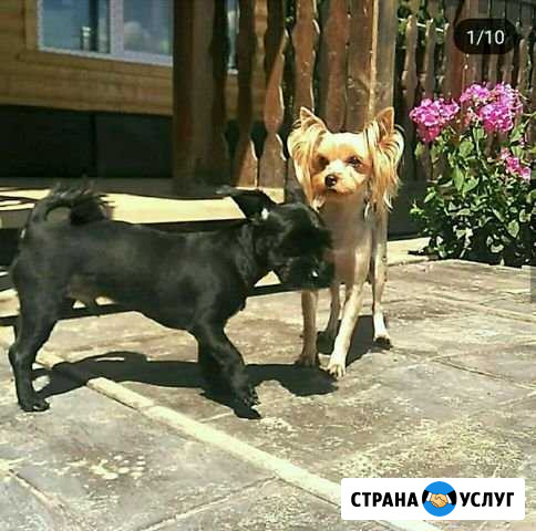 Гостиница для собак Vavilon Павловский Посад - изображение 1