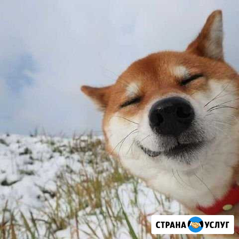 Стрижка животных Дзержинск - изображение 1