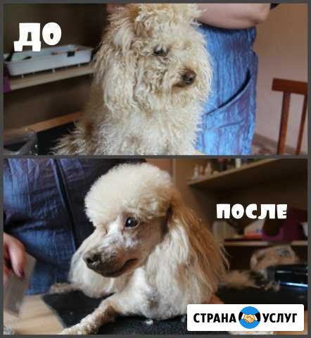 Груминг кошек и собак Новошахтинск - изображение 1