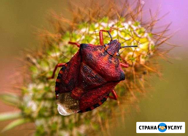 Уничтожение насекомых, грызунов, плесени Коммунар - изображение 1