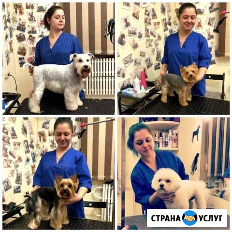 Стрижка кошек и собак на дому Краснодар - изображение 1