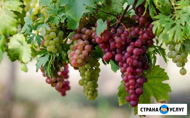 Обрезаю виноград Саратов - изображение 1