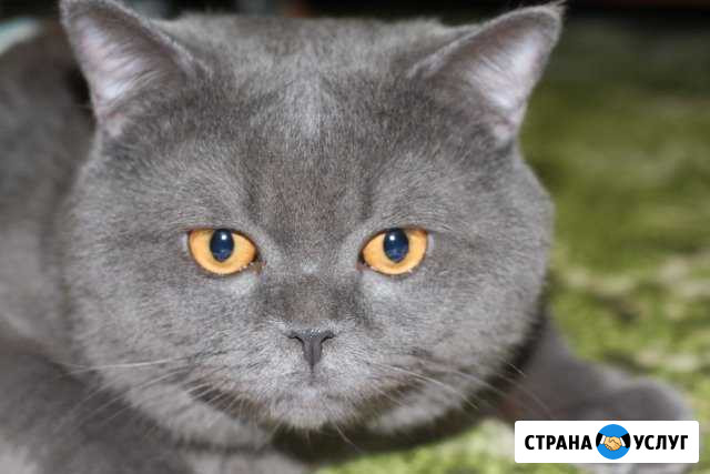 Котик для вязки Новомосковск - изображение 1