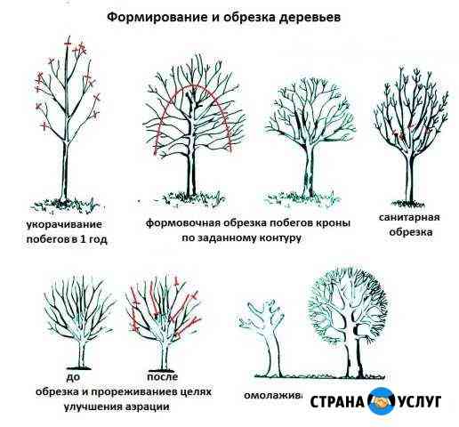 Обрезка, вырезка или спил деревьев Курск