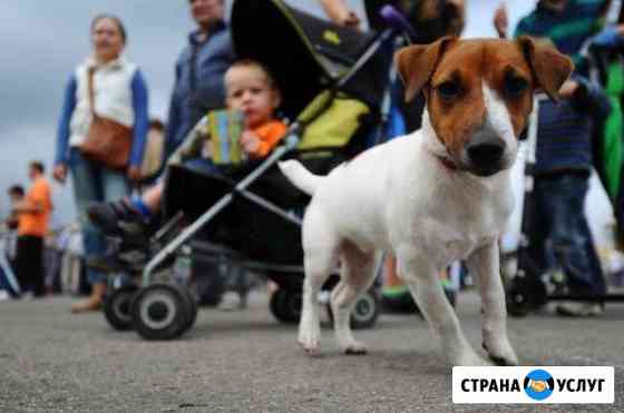 Выгул собак Воронеж