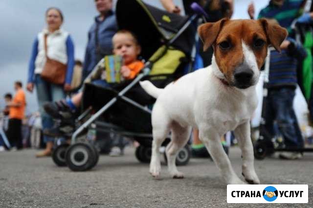 Выгул собак Воронеж - изображение 1