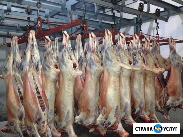 Мясо баранина Волгоград - изображение 1