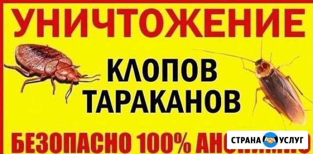 Травка насекомых клопов, тараканов Тверь - изображение 1