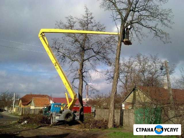 Спил деревьев Шуя - изображение 1
