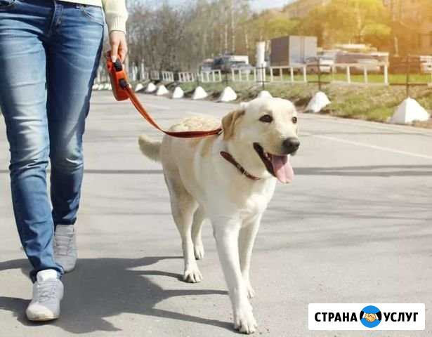 Выгул собак Тамбов - изображение 1