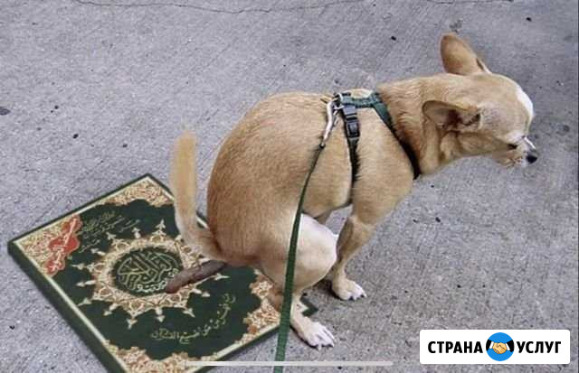 Я Мухаммед Буд выгуливаю собак и кошек Грозный - изображение 1