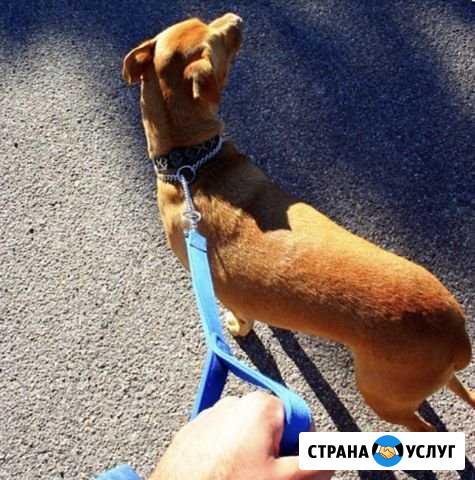 Выгул собак Тамбов - изображение 1