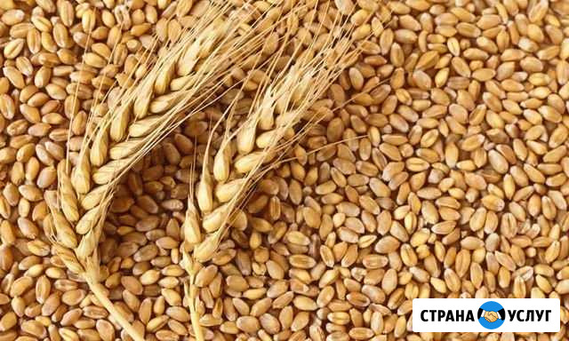 Продаю Пшеницу,Овес,Ячмень Чапаевск - изображение 1