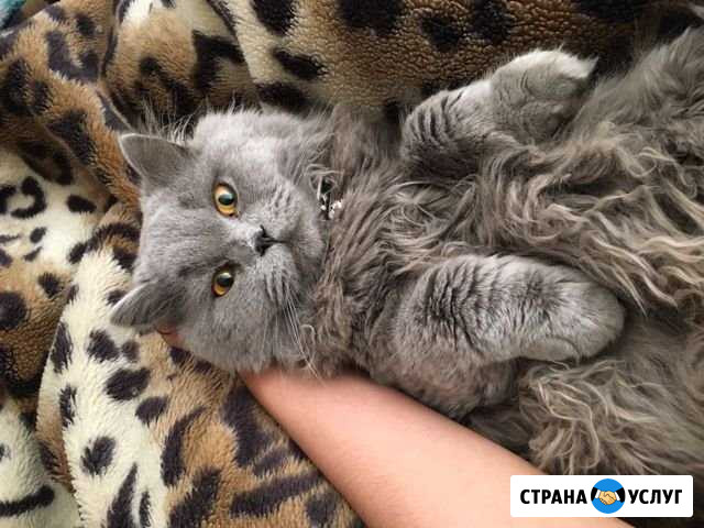 Кот на вязку Тверь - изображение 1