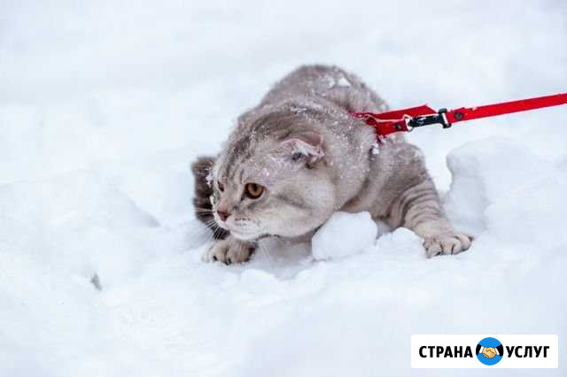 Шотландский кот на вязку Ижевск - изображение 1