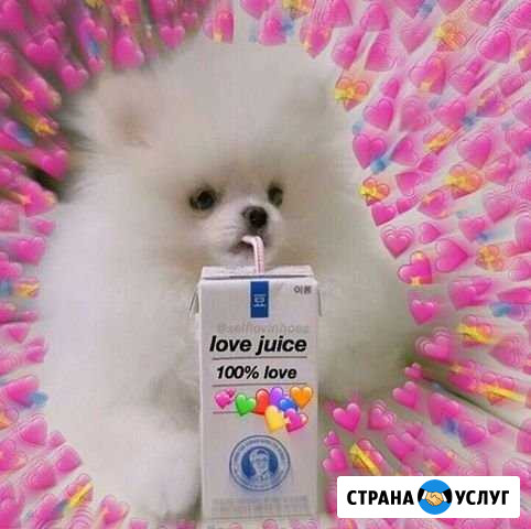 Выгул собак Челябинск - изображение 1