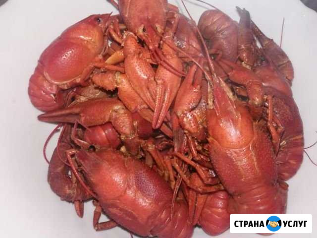 Раки живые крупно-средний микс Энгельс - изображение 1