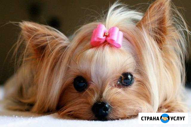 Стрижка собак и кошек Тольятти - изображение 1
