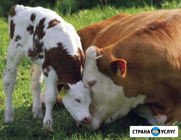 Гинекология, обрезка копыт крупно-рогатого скота Линда - изображение 1