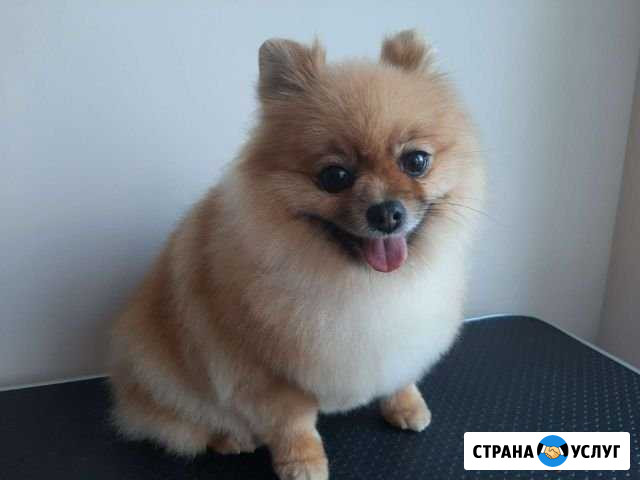 Ваш личный грумер Октябрьский Кукуштан - изображение 1