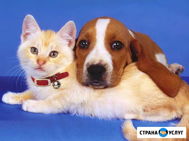 Стрижка собак и кошек.Выезд на дом Иваново - изображение 1