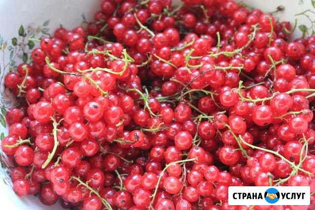 Сад Нижнекамск - изображение 1