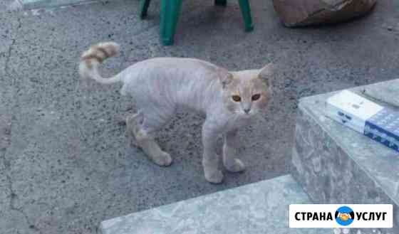 Стрижка кошек и котов, с выездом на дом Казань