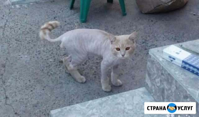 Стрижка кошек и котов, с выездом на дом Казань - изображение 1