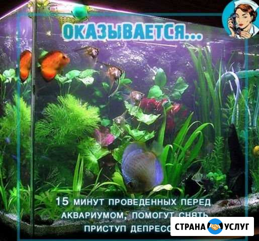 Изготовление, ремонт и обслуживание аквариумов Владикавказ - изображение 1