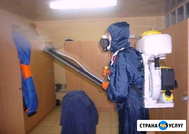 Уничтожение плесени клопов грызунов Северодвинск - изображение 1