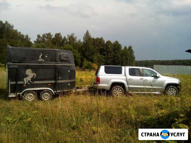 Коневоз. перевозка лошадей Колпино - изображение 1