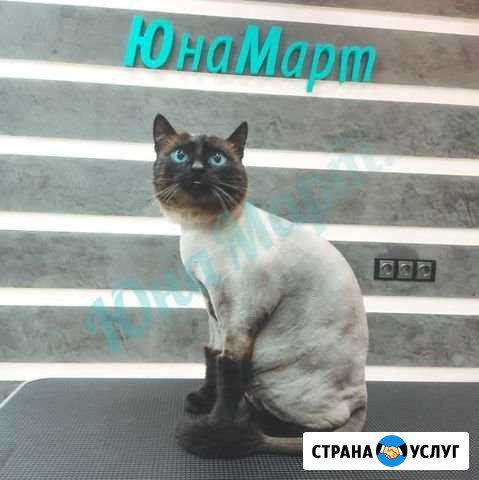 Стрижка собак, кошек. Уход за животными. Груминг Новосибирск - изображение 1