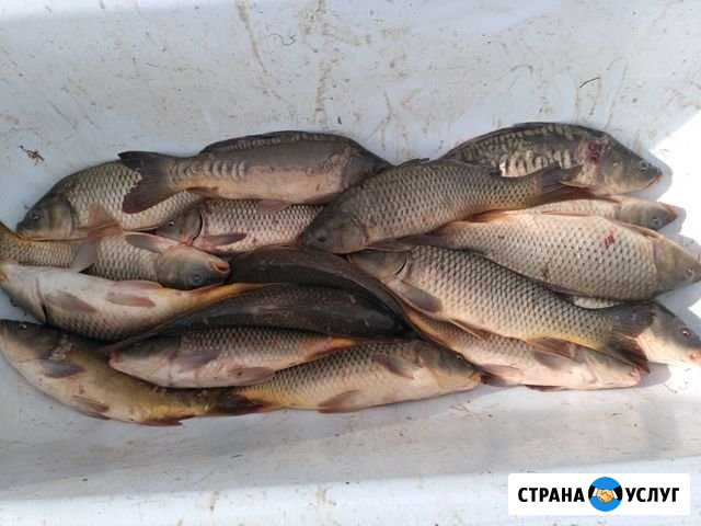 Платная рыбалка в районе села Сулак, Краснопартиза Пугачев - изображение 1