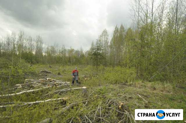 Спил деревьев,корчевание пней,вырубка поросли Тамбов - изображение 1