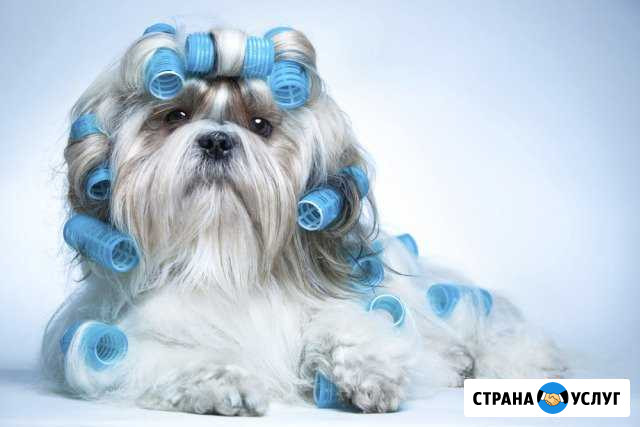 Стрижка животных Сыктывкар - изображение 1