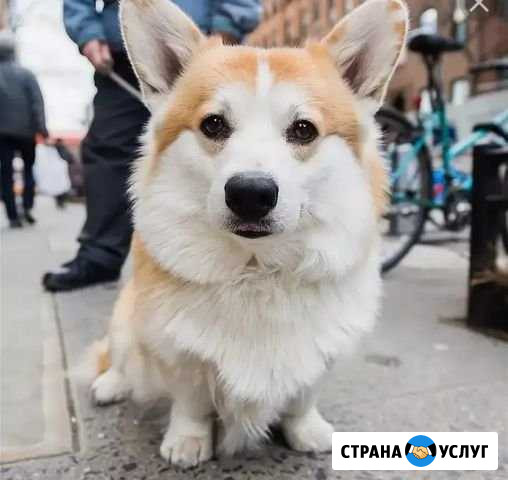 Выгул собак(щенков) Екатеринбург - изображение 1