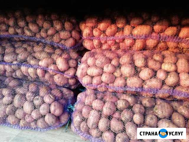 Картофель Завьялово - изображение 1