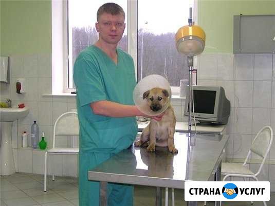 Ветеринарные услуги Соликамск - изображение 1