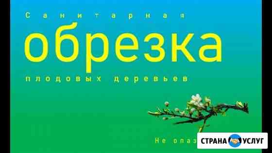 Обрезка плодовых деревьев омолаживающая Тула
