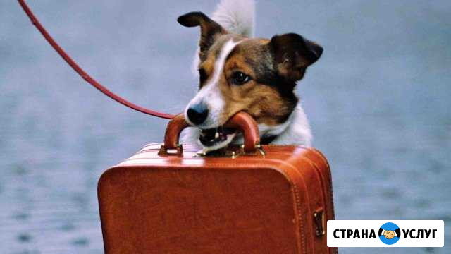 Домашняя передержка собак Новосибирск - изображение 1