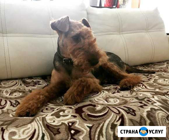 Вельштерьер по кличке Фредерик, ждёт невест Рыбинск - изображение 1