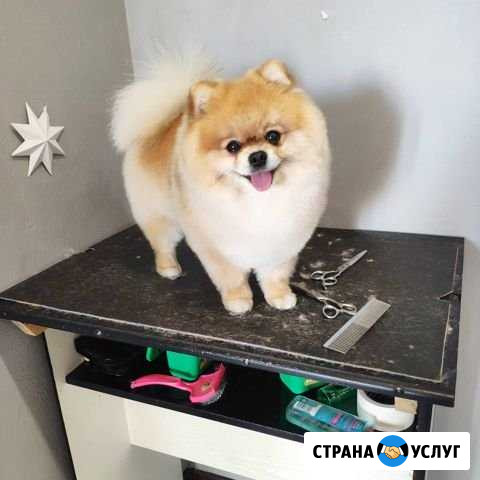 Стрижка собак, груминг Воронеж - изображение 1